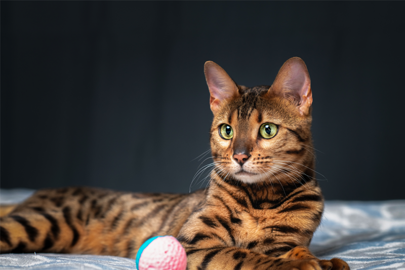 pet categories cats img 01