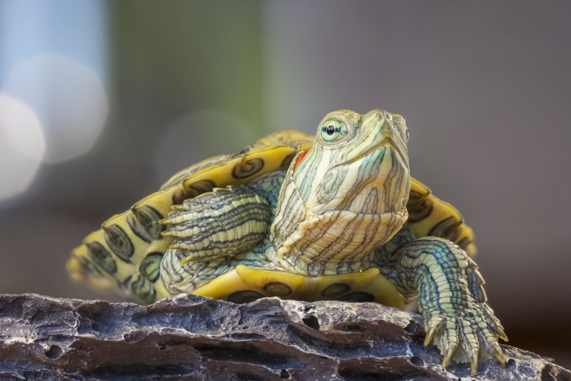 pet categories exotic pets img 01
